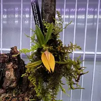 Bulbophyllum chrysotes