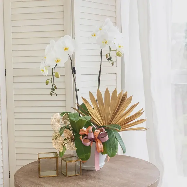 Phalaenopsis 'Jodie Pure White' (Phalaenopsis)