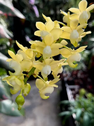 Aerides odorata v alba