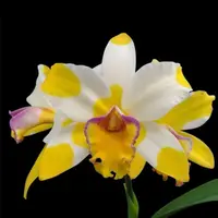 [Blooming size] Rhyncholaeliocattleya Kyle ‘Heart of Gold’ 黄金之心
