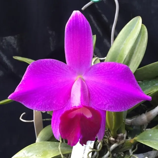 Laelia pumila 'Liz'