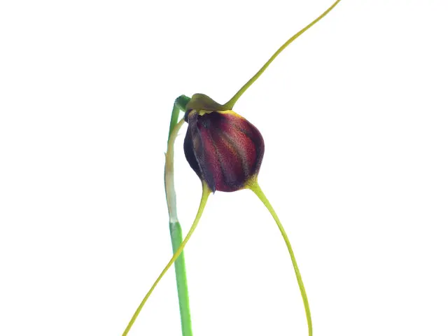 Masdevallia cardiantha (Masdevallia)