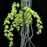 Chiloschista Viridiflava