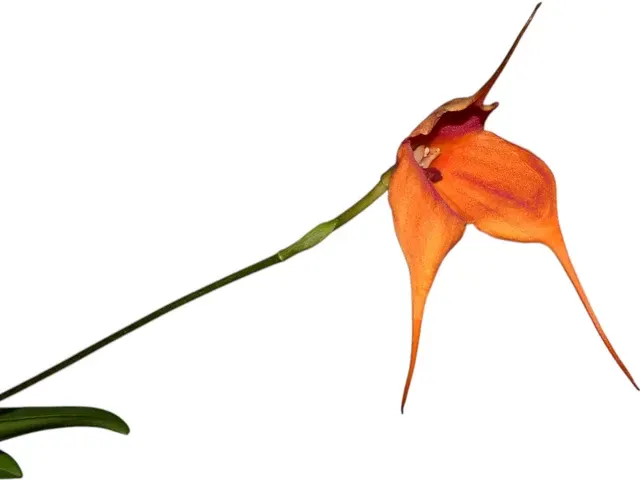 Dracuvallia Sangre de Oro