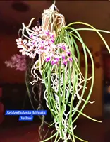Seidenfadenia Mitrata (Yellow) Miniature Orchid
