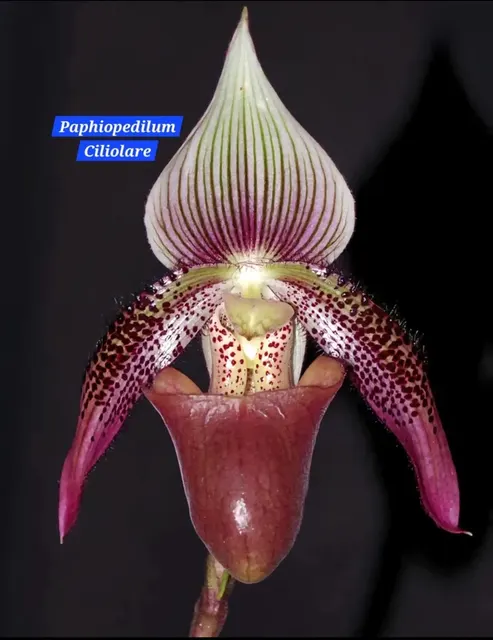 Paphiopedilum ciliolare (Paphiopedilum)
