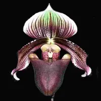 Paph. superbiens
