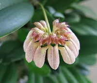Bulbophyllum for sale