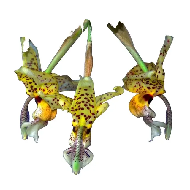 Stanhopea shuttleworthii (Stanhopea)