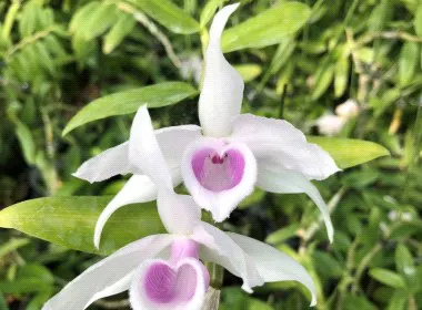 Dendrobium anosmum 'Pink' (Dendrobium)