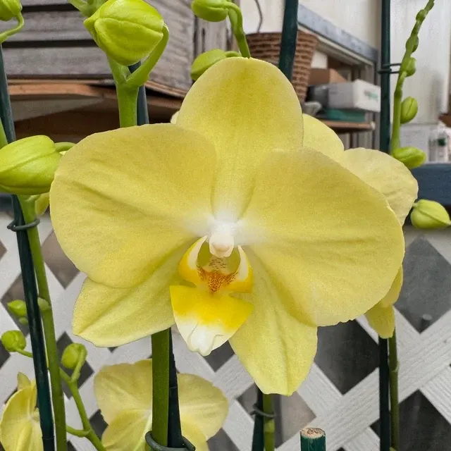 Phalaenopsis Mirage