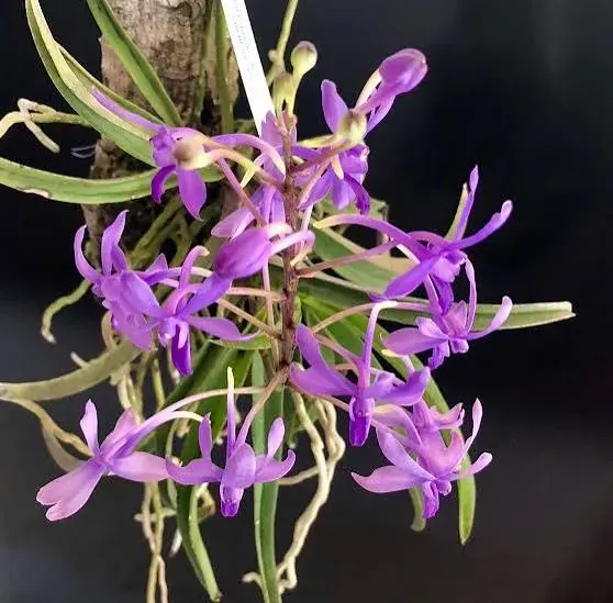 Vandachostylis Lou Sneary (Vandachostylis)