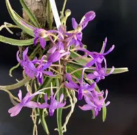 Vandachostylis Lou Sneary — Mounted