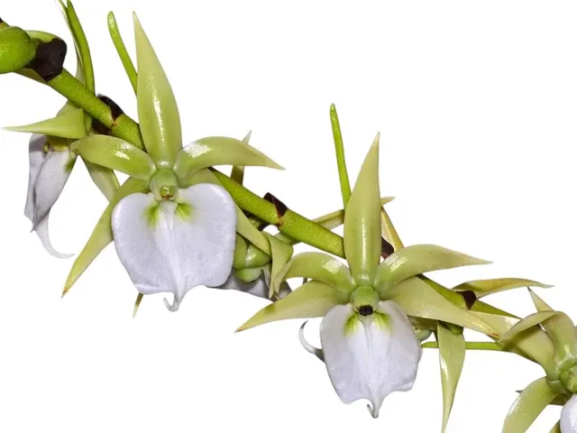 Angraecum eburneum subsp. superbum (Angraecum)