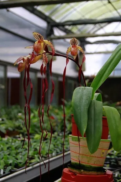 Paphiopedilum Michael Koopowitz X Sanderianum 'Select' (Paphiopedilum)