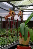 Paphiopedilum Michael Koopowitz "Select" x sanderianum "Select"