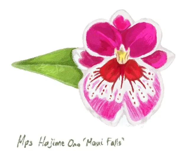 Miltoniopsis Hajime Ono ‘Maui Falls’ (Miltoniopsis)