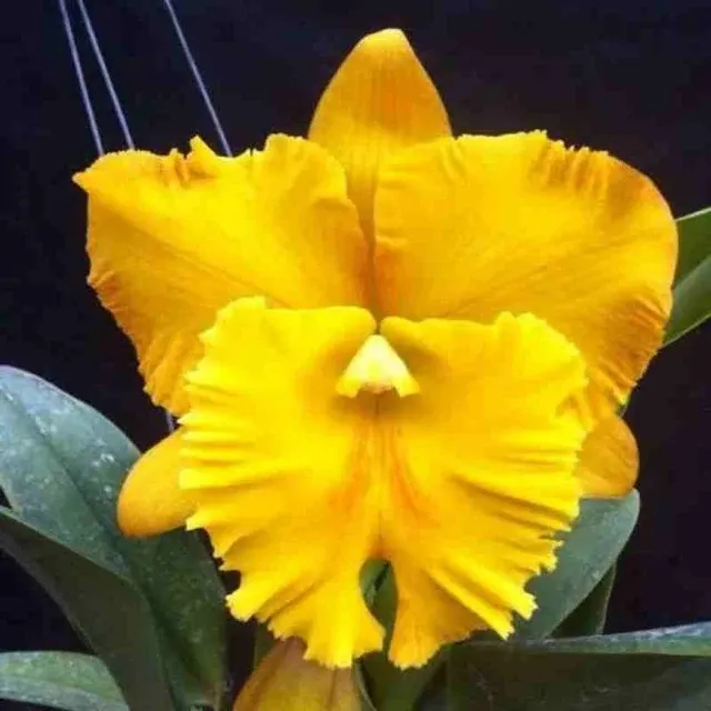 Rhyncholaeliocattleya Thaksina No.-1 (Rhyncholaeliocattleya)