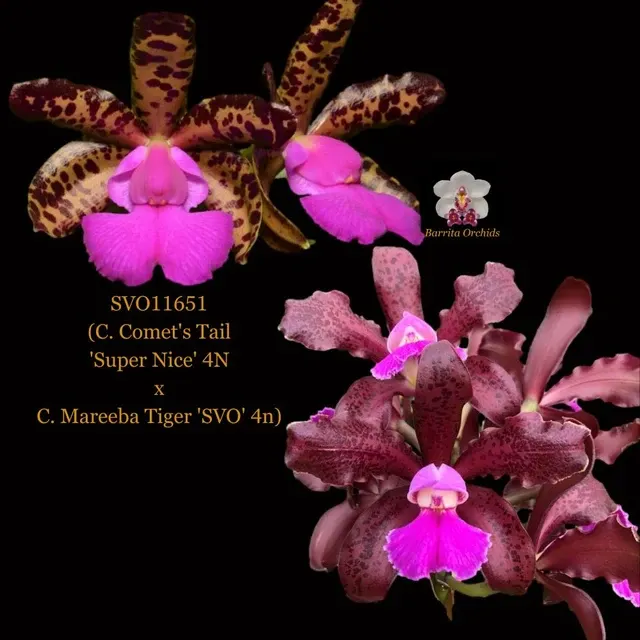 Cattleya Orchid Hybrid SVO11651 'S Tail'