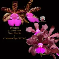 Cattleya Orchid Hybrid SVO11651 (C. Comet's Tail 'Super Nice' 4N x C. Mareeba Tiger 'SVO' 4n)