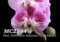 Phal FANGtastic Marianne Ciola 'Sakura , ' (Kaoda Davis Pearl 'Firebird' x aphrodite var formosanum ' Monte Vista' HCC/AOS )