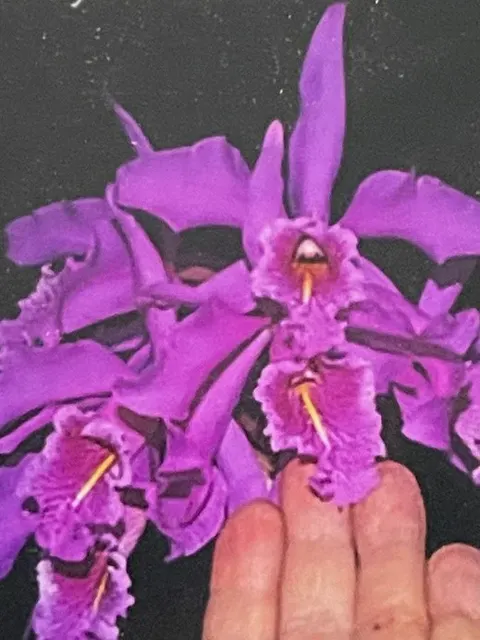 Cattleya maxima 'Zamba 5' (Cattleya)
