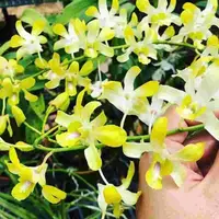 Dendrobium Belgium Yellow