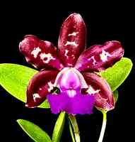 Cattleya Royal Cognac 'Wilson'