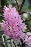 Ascocentrum christensonianum x self