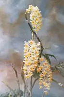 Dendrobium thyrsiflorum (Lg)