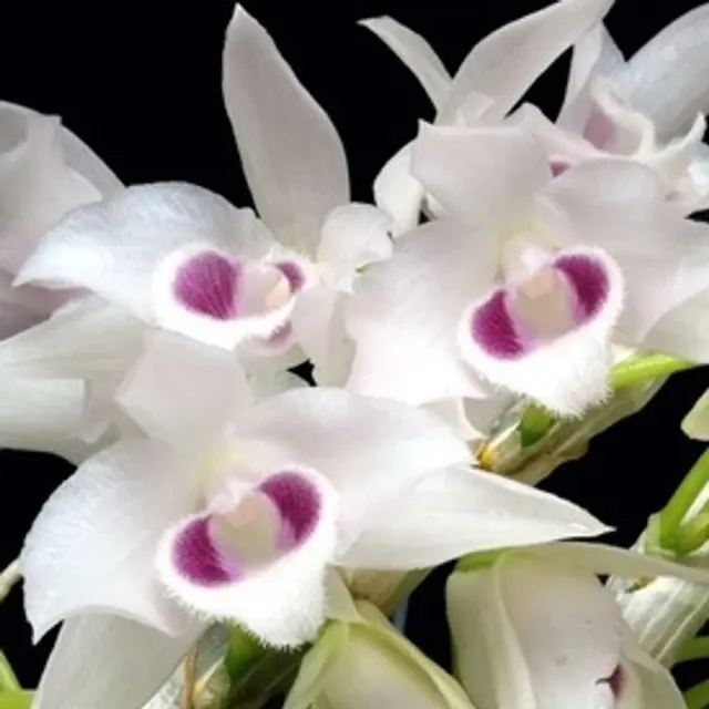 Dendrobium parishii semi alba x sib