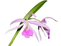 Brassocattleya Kay (N x var atropurpurea)