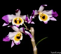 Dendrobium jinghuanum