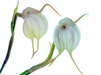 Masdevallia infracta f. alba