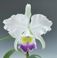 Cattleya Princess coerulea (lueddemanniana var. coerulea 'Blue Tinted Glasses' x trianaei var. coerulea 'Michael' HCC/AOS)