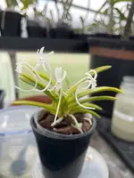 Neofinetia falcata ‘Kinyuko’