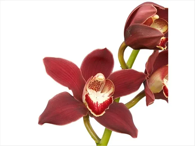 Cymbidium Kr592 (Cymbidium)