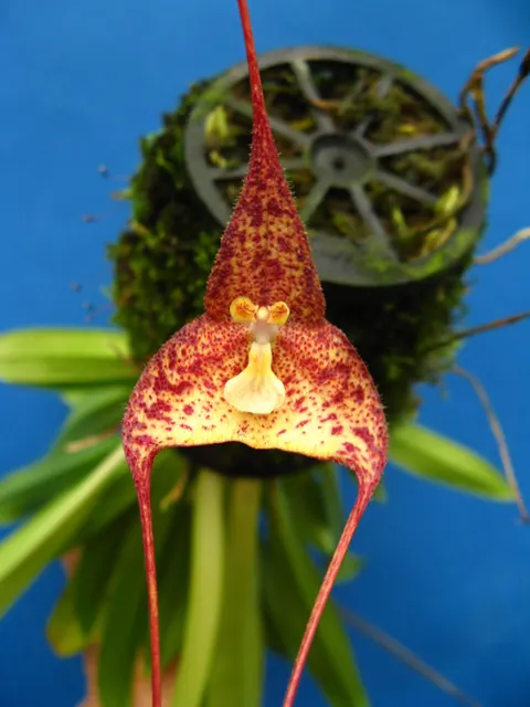 Dracula nycterina (Dracula)