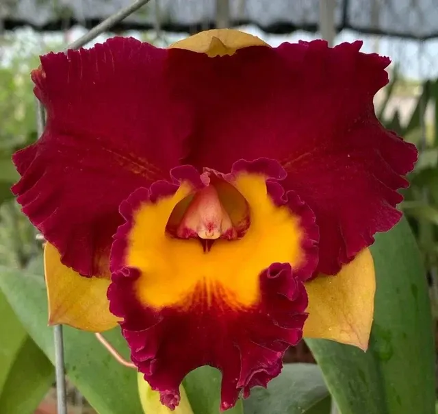 Brassolaeliocattleya Lady Gaga (Brassolaeliocattleya)
