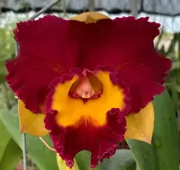 Rlc Cattleya Lady Gaga Orchid Comes in 4" Pot