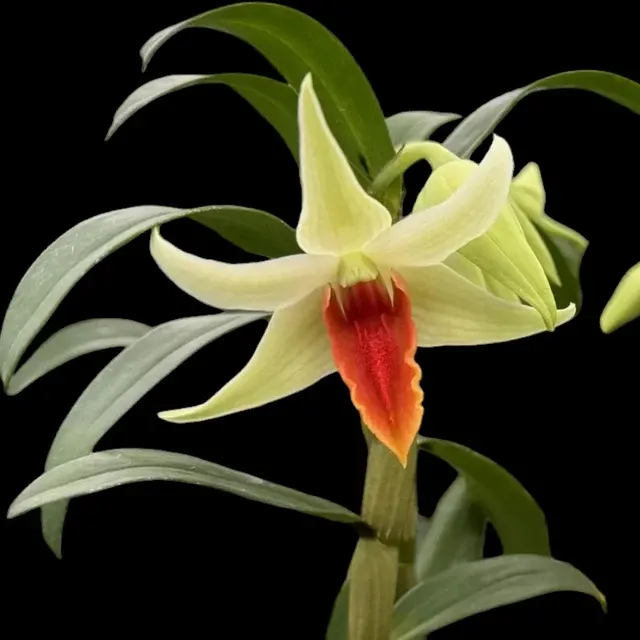 Dendrobium Jiaho Delight 'Red Lips'