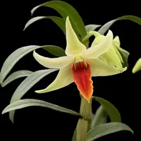 Den. Jiaho Delight 'Red Lips' — BS-2.5 in pot / In bud/spike/bloom
