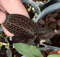 Ludisia discolor