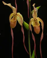 Phragmipedium Geralda (lindleyanum x caudatum)