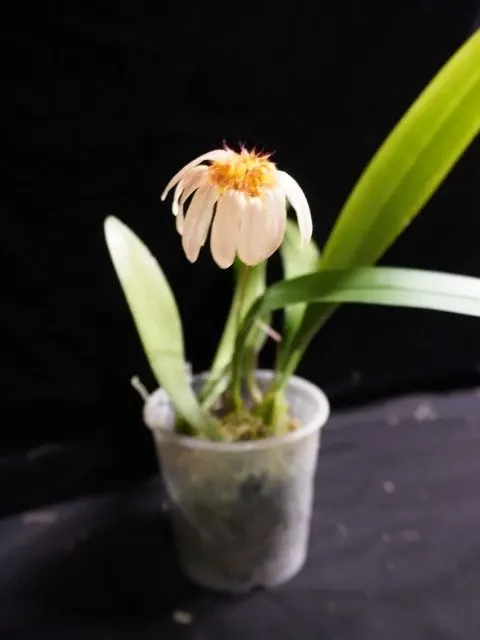 Bulbophyllum Lepidum X Kampanulatum 'Calamantan' (Bulbophyllum)