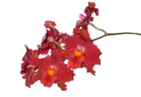 Oncidopsis Anahi Carchi