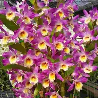 Dendrobium Numpuka