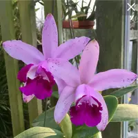 C. intermedia orlata x sib (Rio x Hsinying) — Not Currently In Bloom or Spike