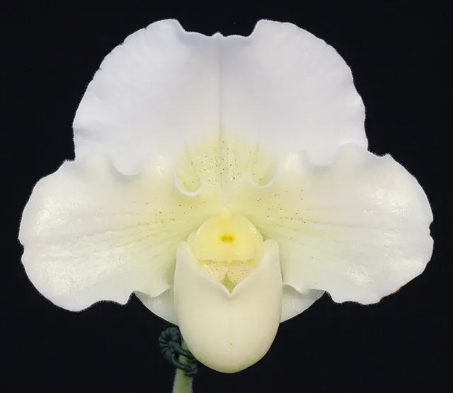 Paphiopedilum Mystic Knight