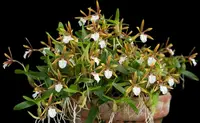 Dinema polybulbon